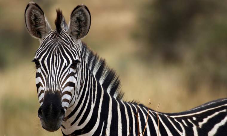 Africa Live, Suffolk